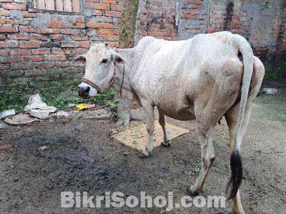 গরু বিক্রি হবে